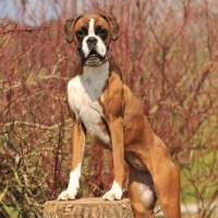 Picture of Boxer dog standing on tree stump