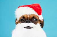 Picture of Boxer dressed up as father christmas