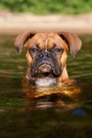 Picture of Boxer emerging from water