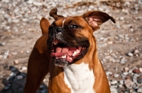 Picture of Boxer enjoying the sea breeze