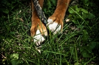 Picture of Boxer feet holding stick