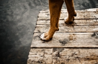 Picture of Boxer feet on dock