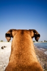Picture of boxer from behind - looking down beach