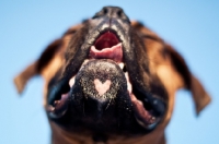 Picture of Boxer from below with heart shaped chin marking