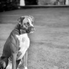 Picture of boxer from wardrobes kennel in 1961