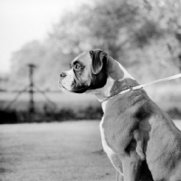 Picture of boxer from wardrobes kennel owner wilson wiley