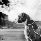 Picture of boxer from wardrobes kennel owner wilson wiley