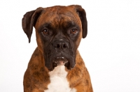 Picture of Boxer, front view on white background
