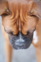 Picture of Boxer frowning
