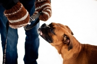 Picture of Boxer getting collar and leash put on