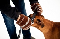 Picture of Boxer getting collar and leash put on