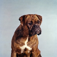 Picture of boxer, head and shoulder shot