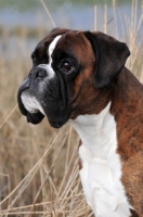 Picture of Boxer head study