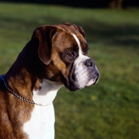 Picture of boxer head study