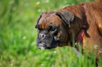 Picture of boxer in a field