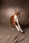 Picture of boxer in action with tongue out