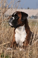 Picture of Boxer in dry grass