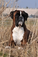 Picture of Boxer in dry grass