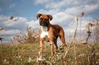 Picture of Boxer in field