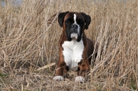 Picture of Boxer in high grass