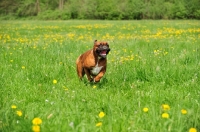 Picture of Boxer in motion