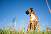Picture of Boxer in summer