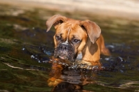 Picture of Boxer in water