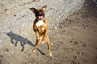 Picture of Boxer jumping in air