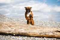 Picture of Boxer jumping log on beach