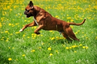 Picture of Boxer, jumping up