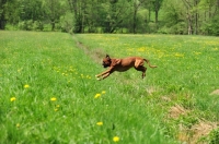 Picture of Boxer juumping and running in field