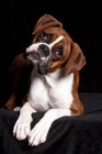 Picture of boxer laying down with head tilted