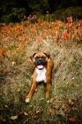 Picture of Boxer laying in clearing