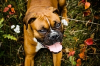 Picture of boxer laying in field