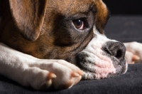 Picture of boxer laying with head down, close up