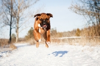Picture of Boxer leaping down snow covered path