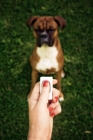 Picture of Boxer learning commands with a clicker
