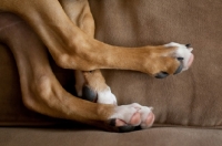Picture of Boxer legs on sofa