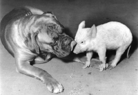 Picture of Boxer licking piglet