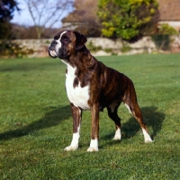 Picture of boxer looking alert