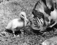 Picture of Boxer looking at duckling