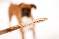 Picture of Boxer looking at stick