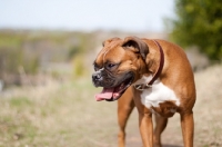 Picture of Boxer looking away