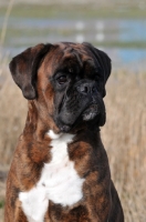 Picture of Boxer looking away