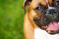 Picture of Boxer looking happily at camera