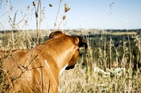 Picture of Boxer looking out over cliff