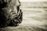 Picture of boxer looking out to sea