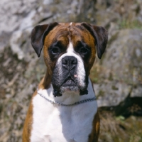 Picture of boxer looking straight at camera, portrait