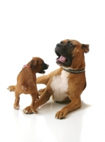 Picture of Boxer looking surprised at puppy