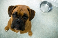 Picture of Boxer looking up at camera waiting for food